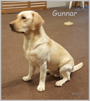 Gunnar 2v