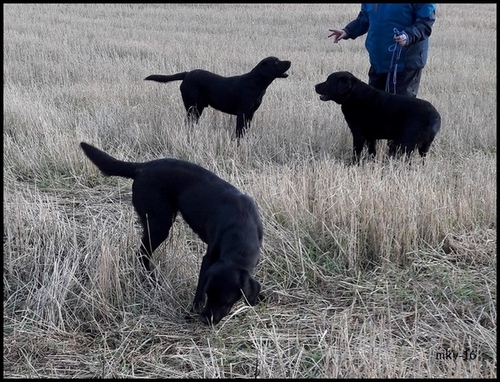 Oodi ja savolaispojat