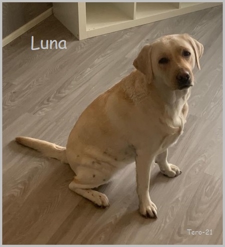 Luna 2v