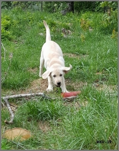 Selma jarruttaa damilla