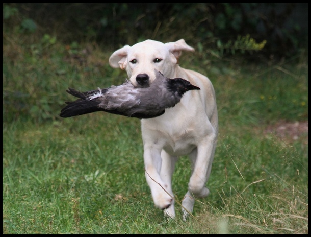 Vilja palaa linjalta