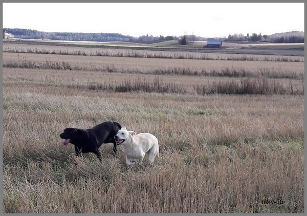 Vilja ja Upi vauhdissa