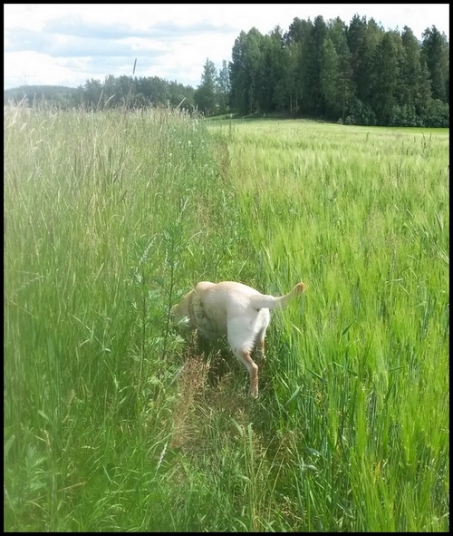 Vilja j�ljest��