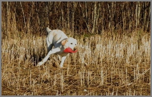 Meeri k��ntyy palautukseen