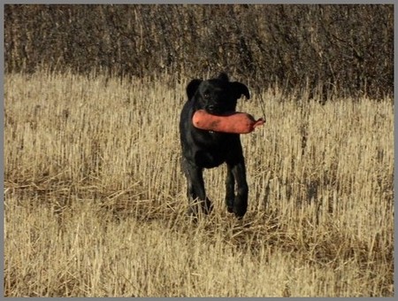 Mopo palauttaa damin