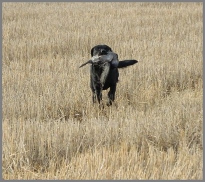Uno palauttaa variksen